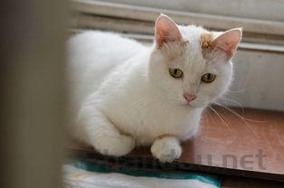 猫咪食欲不好是怎么回事?猫咪食欲不好要怎么调理?