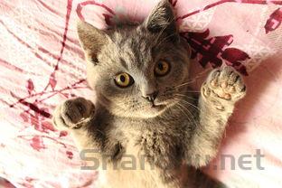 猫咪食欲不好是怎么回事?猫咪食欲不好要怎么调理?