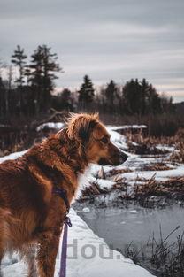 小狗走路不稳头不受控制晃动,为何会这样?该咋整?