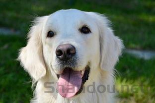 狗狗拉稀,呕吐,金黄色粘液是咋回事?该怎么办?