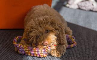 狗狗拉稀,呕吐,金黄色粘液是咋回事?该怎么办?