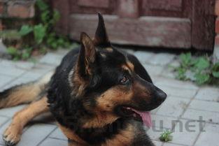 狗狗自己把尾巴咬破了还结痂是啥情况?该如何解决?