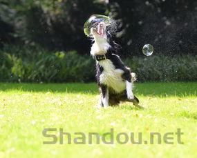 狗狗呕吐白色泡沫的液体是什么缘故?要怎么弄?