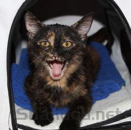 猫咪嘴巴流血是什么引起的?猫咪嘴巴流血该怎么解决?