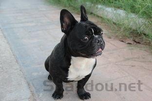 小猫又吐又拉稀是怎么回事?小猫又吐又拉稀该如何是好?