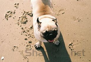 小狗吃泥土是咋回事?要怎么弄?