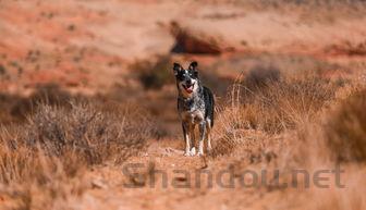 小狗吃泥土是咋回事?要怎么弄?