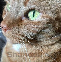 猫咪吐绿色液体的问题出在哪?猫咪吐绿色液体要怎么调理?