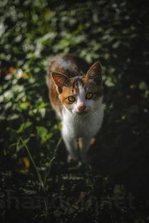 猫咪吐绿色液体的问题出在哪?猫咪吐绿色液体要怎么调理?