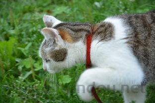 猫咪搬新家后打喷嚏是什么原因?猫咪搬新家后打喷嚏该用什么办法?