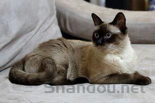 猫咪流口水是怎么回事?猫咪流口水要怎么改善?