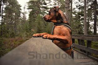 狗狗吐黄色泡泡,为何会这样?狗狗吐黄色泡泡要怎么弄?