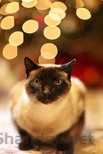 猫咪眼睛感觉肉包着眼球的问题出在哪?该咋整?