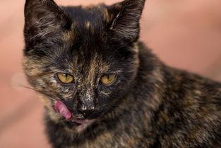 猫咪舌头发紫是啥情况?猫咪舌头发紫要怎么改善?