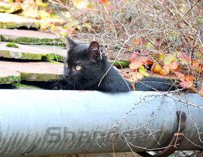 突然发现猫咪有块秃的地方要怎么改善?