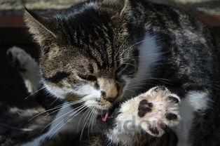 猫皮肤变黑掉毛是什么原因?猫皮肤变黑掉毛有什么办法恢复?