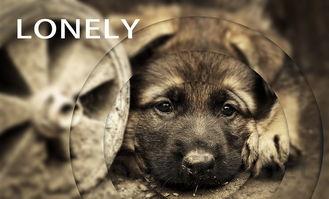 猫咪突然没了心跳和呼吸是啥缘故?怎么办?