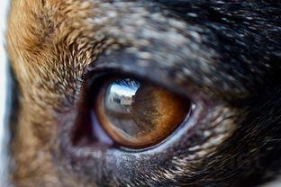 狗狗双眼发红流眼泪有眼屎是啥情况?该如何解决?