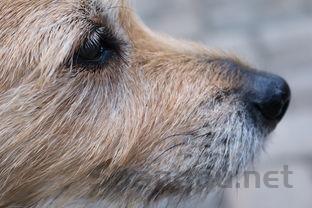 狗狗吃吃了鱼吐血是什么缘故?狗狗吃吃了鱼吐血要怎么应对?