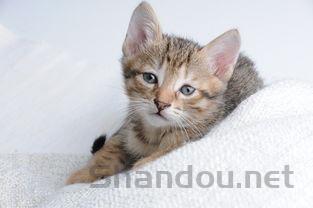 狗狗反复发烧的缘由何在?狗狗反复发烧该咋办?