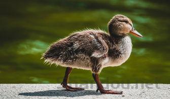 幼猫走路外八是何原因?幼猫走路外八该用什么办法?