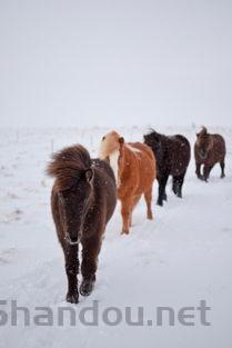 幼猫走路外八是何原因?幼猫走路外八该用什么办法?