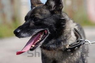 狗狗双腿发软嘴唇紫了是什么原因?要怎么弄?