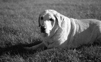 狗狗咳嗽吐了黄色泡沫是什么缘故?狗狗咳嗽吐了黄色泡沫该咋整?