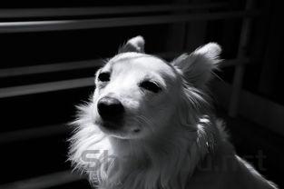 狗狗挠自己的耳朵嘴巴周围的缘由何在?该咋办?