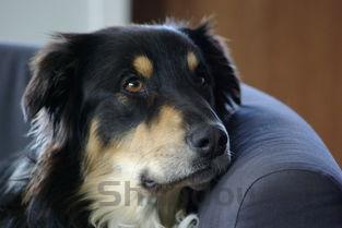 狗狗后大腿掉毛是什么情况?狗狗后大腿掉毛要怎么处理?