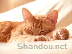 公猫配很多次母猫都没有怀孕该如何是好?