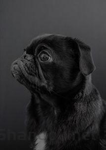 狗狗乳头附近长了肉瘤是啥情况?该怎么办?