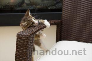 猫咪吐白沫总去尿尿但只有几滴怎么办?