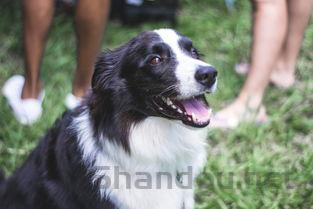 狗狗突然脚疼的直叫是咋回事?该怎么做才对?