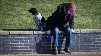 狗狗四肢无力走路缓慢,为何会这样?要怎么处理?