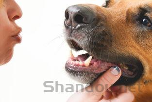 猫咪吐褐色液体是到底怎么了?猫咪吐褐色液体有什么办法恢复?