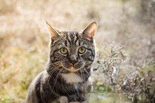 猫咪吐褐色液体是到底怎么了?猫咪吐褐色液体有什么办法恢复?