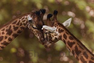 猫咪背上长了七八处小疙瘩是什么原因?有什么办法恢复?