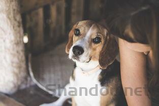 狗狗咳吐白沫粘液拉血是什么情况?狗狗咳吐白沫粘液拉血该怎么做才对?