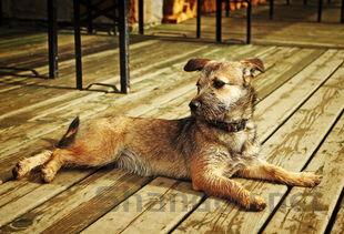 狗狗最近一直发抖跑不起来,为何会这样?要如何应对?