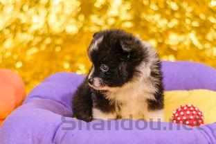 小狗刚拿回来两个月拉肚子又吐是什么情况?该怎么处理才对?