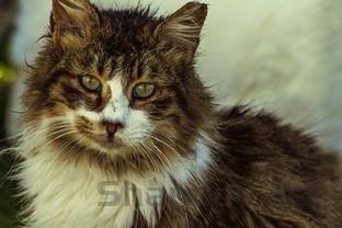 狗狗流黏口水有眼屎是什么情况?狗狗流黏口水有眼屎该怎么做才对?