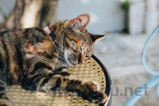 猫咪肚子有点大的问题出在哪?猫咪肚子有点大该用什么办法?