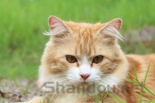 猫咪一直流清鼻涕半个多月该如何是好?