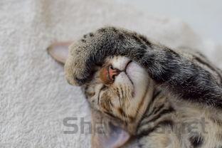 猫咪一直流清鼻涕半个多月该如何是好?