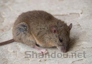 猫咪末端软便是何原因?猫咪末端软便该用什么办法?