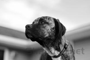 狗狗眼睛分泌黄色分泌物较多是什么原因?该咋整?