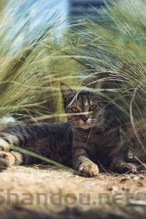 小猫拉绿色大便是啥情况?小猫拉绿色大便要怎么改善?