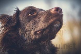 狗狗拉出虫子是什么缘故?狗狗拉出虫子该咋办?