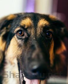 狗狗拉出虫子是什么缘故?狗狗拉出虫子该咋办?